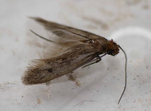 Tinea pellionella